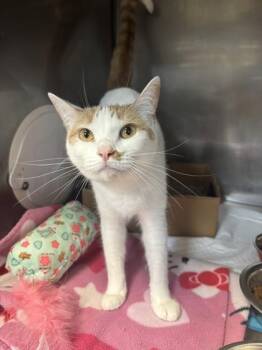 Rescue Domestic Short Hair Cats for Adoption in Lafayette, Indiana - Mal | PetCurious