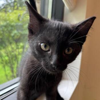 Kyanite -  Domestic Short Hair Cat for Adoption in Naperville, Illinois - Kyanite | PetCurious