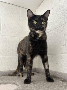 Domestic Short Hair Cats Available for Adoption in Ontario, California - Roxy | PetCurious