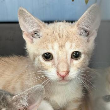 Tonk -  Domestic Short Hair Cat for Adoption in Gainesville, Florida - Tonk | PetCurious