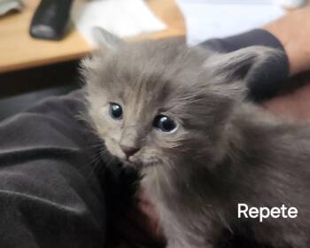 Domestic Short Hair Cats Available for Adoption in Williamsburg, Iowa - Repete (Available Est. 6/5/26) | PetCurious