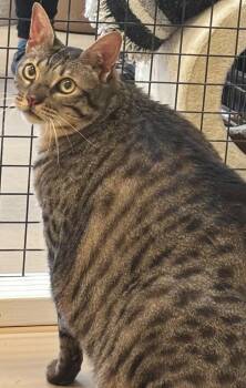 Bengal Cats Available for Adoption in Elizabethton, Tennessee - LOKI | PetCurious
