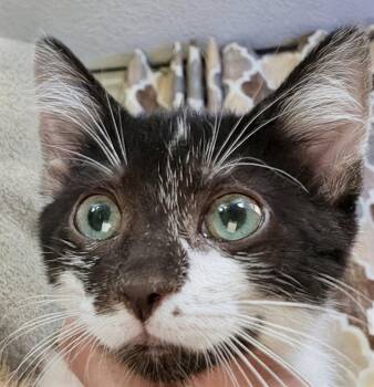 Chip 6.1.26 (prespay) -  Domestic Short Hair Cat for Adoption in Apopka, Florida - Chip 6.1.26 (prespay) | PetCurious