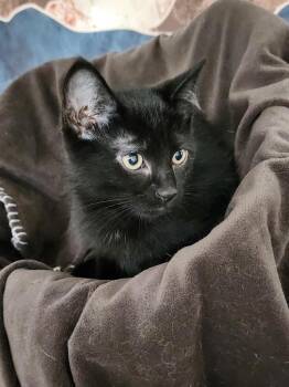 Rescue Domestic Short Hair Cats for Adoption in Bristol, Tennessee - Sky | PetCurious