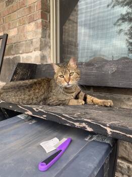 Domestic Short Hair Cats Available for Adoption in Mckinney, Texas - Walter | PetCurious