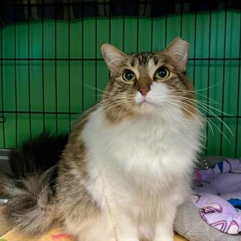 Luma -  Domestic Medium Hair Cat for Adoption in Houston, Texas - Luma | PetCurious
