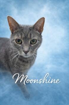 Domestic Short Hair Cats Available for Adoption - Moonshine | PetCurious