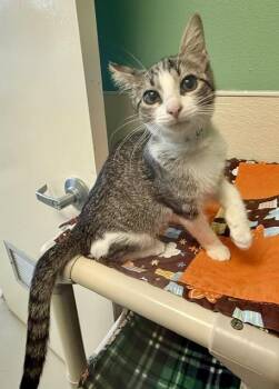 BONA -  Domestic Short Hair Cat for Adoption in Sarasota, Florida - BONA | PetCurious