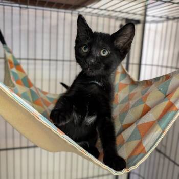 Voldemort -  Domestic Short Hair Cat for Adoption in Cape Girardeau, Missouri - Voldemort | PetCurious