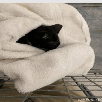 Rescue Domestic Short Hair Cats for Adoption in Tampa, Florida - Drew | PetCurious