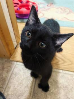 Rescue Domestic Short Hair Cats for Adoption in Ontario, New York - Subaru | PetCurious