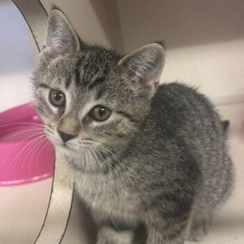 Tiger Cats Available for Adoption in Ulster, Pennsylvania - Roby | PetCurious