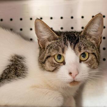 Domestic Short Hair Cats Available for Adoption in Asheville, North Carolina - Mimi | PetCurious