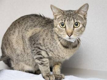 Domestic Short Hair Cats Available for Adoption in Phoenix, Arizona - EEVIE | PetCurious