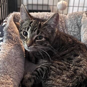 Piper -  Domestic Short Hair Cat Available for Adoption in Titusville, Florida - Piper | PetCurious