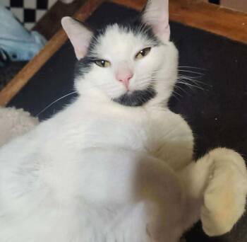 Rescue Domestic Short Hair Cats for Adoption in Beckley, West Virginia - Moo Moo | PetCurious