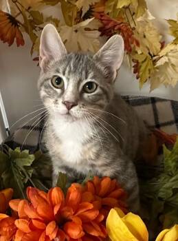 Rescue Domestic Short Hair Cats for Adoption in Stillwater, Oklahoma - 8/30/25 - Mackerel | PetCurious