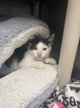 Apollo -  Domestic Short Hair Cat for Adoption in Bowling Green, Ohio - Apollo | PetCurious