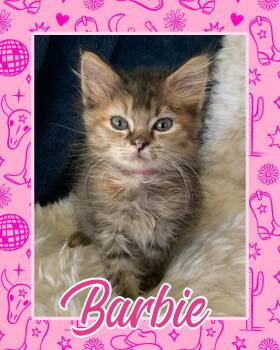 Barbie -  Tabby Cat for Adoption in Pasco, Washington - Barbie | PetCurious