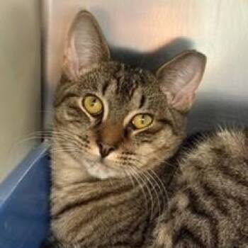 Petsmart- Dale -  Domestic Short Hair Cat for Adoption in Middle Township, New Jersey - Petsmart- Dale | PetCurious