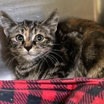 Cheyenne -  Domestic Short Hair Cat for Adoption in Dayton, Ohio - Cheyenne | PetCurious