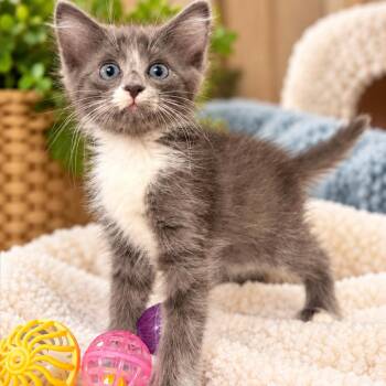 Azalea K46442 -  Domestic Long Hair Cat for Adoption in Corsicana, Texas - Azalea K46442 | PetCurious
