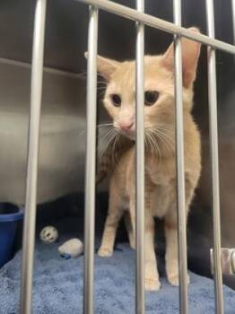 Missy -  Domestic Short Hair Cat for Adoption in Fishers, Indiana - Missy | PetCurious
