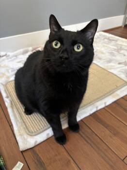 Rescue Domestic Medium Hair Cats for Adoption in Apex, North Carolina - Commander | PetCurious