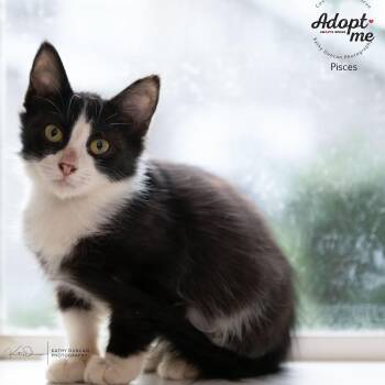 Rescue Domestic Medium Hair Cats for Adoption in Ballwin, Missouri - Pisces | PetCurious