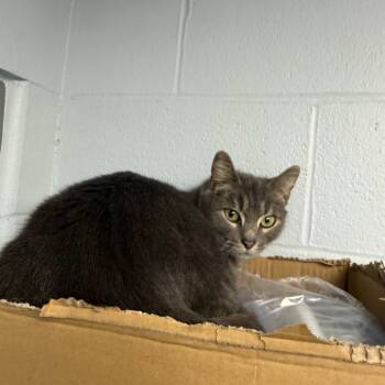 Domestic Short Hair Cats Available for Adoption in Parkersburg, West Virginia - Clementine | PetCurious