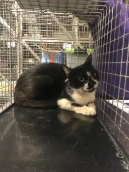 A432347 -  Domestic Short Hair Cat for Adoption in Conroe, Texas - A432347 | PetCurious