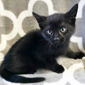 Copperfield -  Domestic Short Hair Cat for Adoption in Mt. Juliet, Tennessee - Copperfield | PetCurious