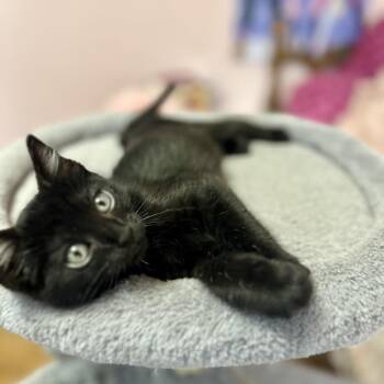 Burl -  Domestic Short Hair Cat for Adoption in South Elgin, Illinois - Burl | PetCurious