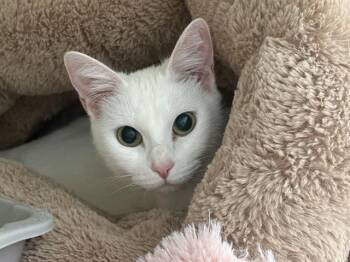 NENA -  Domestic Short Hair Cat for Adoption in Santa Cruz, California - NENA | PetCurious