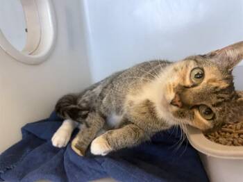 FELICITY -  Domestic Medium Hair Cat for Adoption in Mckinleyville, California - FELICITY | PetCurious