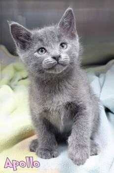 Apollo -  Domestic Short Hair Cat for Adoption in Mason, Michigan - Apollo | PetCurious