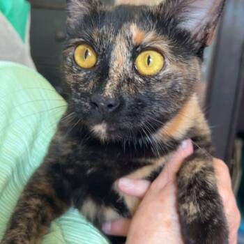 Domestic Short Hair Cats Available for Adoption in Rossville, Georgia - Dawn  | PetCurious