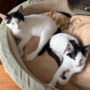 Dotti -  Domestic Short Hair Cat for Adoption in Woodinville, Washington - Dotti | PetCurious
