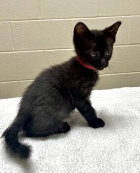 Sara -  Domestic Short Hair Cat for Adoption in Westland, Michigan - Sara | PetCurious