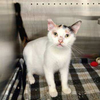 Rescue Domestic Short Hair Cats for Adoption in Austin, Texas - Garden Fairy | PetCurious