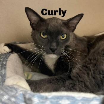 Domestic Short Hair Cats Available for Adoption - Curly 260009 | PetCurious