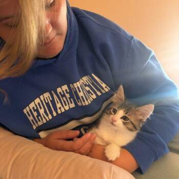 Funnel Cake -  Domestic Long Hair Cat for Adoption in Fishers, Indiana - Funnel Cake | PetCurious