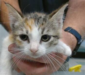 A475843 -  Domestic Short Hair Cat for Adoption in Oklahoma City, Oklahoma - A475843 | PetCurious