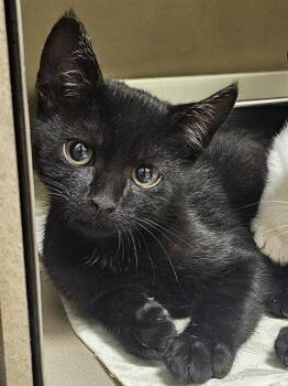 ELDOR -  Domestic Short Hair Cat for Adoption in Clyde, North Carolina - ELDOR | PetCurious
