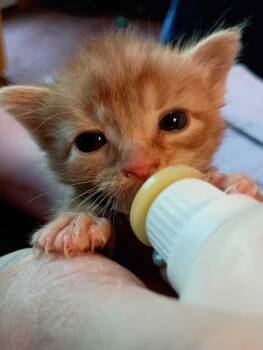 Domestic Short Hair Cats Available for Adoption - Fanta | PetCurious