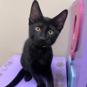 TBF-Stray-28956.    Major mcgee -  American Shorthair Cat for Adoption in Arlington Heights, Illinois - TBF-Stray-28956.    Major Mcgee | PetCurious