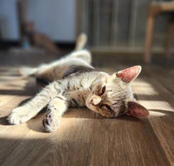 Rescue Tabby Cats for Adoption in Parlier, California - Cat 26876 (Chanel) | PetCurious