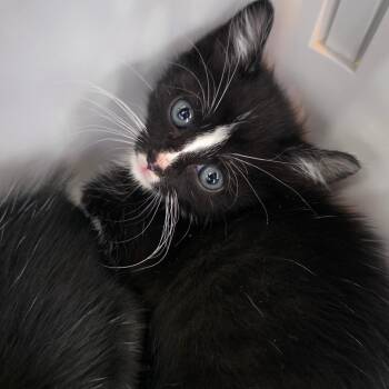 Domestic Short Hair Cats Available for Adoption in Chapel Hill, North Carolina - Obi | PetCurious
