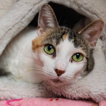 Pickles -  Domestic Medium Hair and Domestic Short Hair Cat for Adoption in South Elgin, Illinois - Pickles | PetCurious