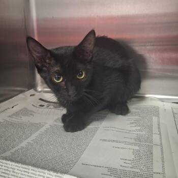 Pix-E -  Domestic Short Hair Cat for Adoption in Pauls Valley, Oklahoma - Pix-E | PetCurious